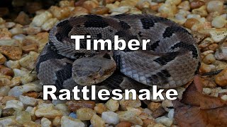 Timber Rattlesnake (Clyde Peeling's Reptiland) - Episode 77