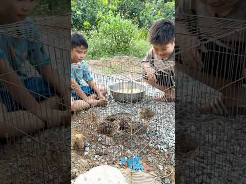 cậu bé nghèo cùng bạn chăn chim cút bằng chậu cám ngô của chị gái  #shorts