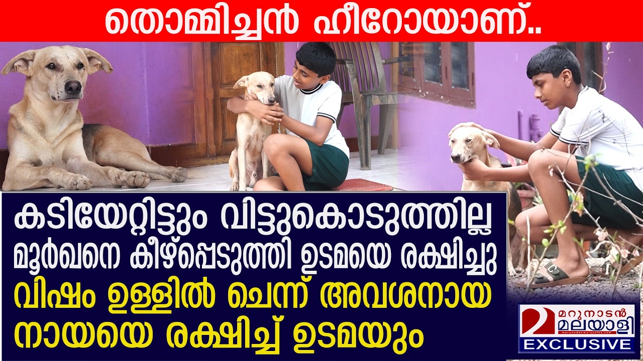Hero Dog ‘Thomichan’ Saves 15-Year-Old from Cobra Hero Dog ‘Thomichan’ Saves 15-Year-Old from Cobra