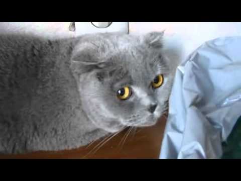 Gatos culpados - Luciana