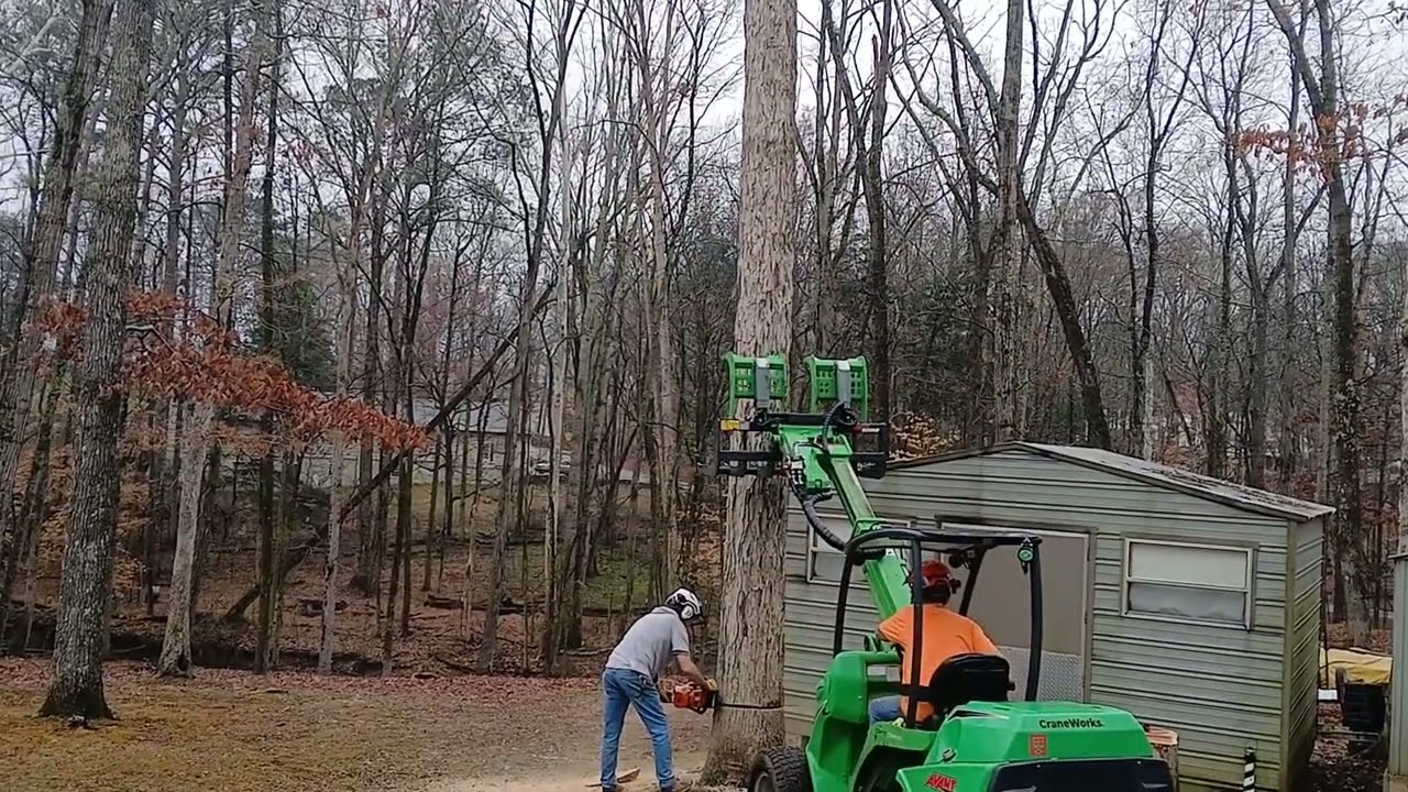 Precision Tree Removal in New Market, AL | 3 White Oaks Safely Taken Down