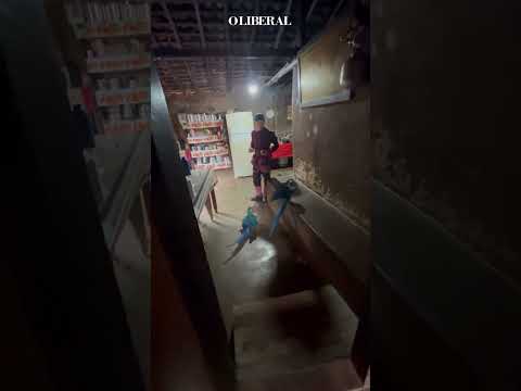 CAFÉ COM AS VISITAS: Araras 'invadem' casa em Goiás para o café da manhã e cena viraliza 🚨🦜
