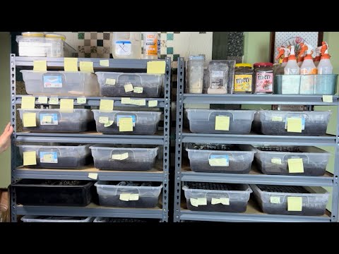 Wormery Tour - How I’ve Set Up My Worm Work Space