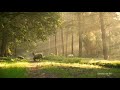 Forest Status Animals Status Nature Whatsapp Status Short Video Nature Forest Animals