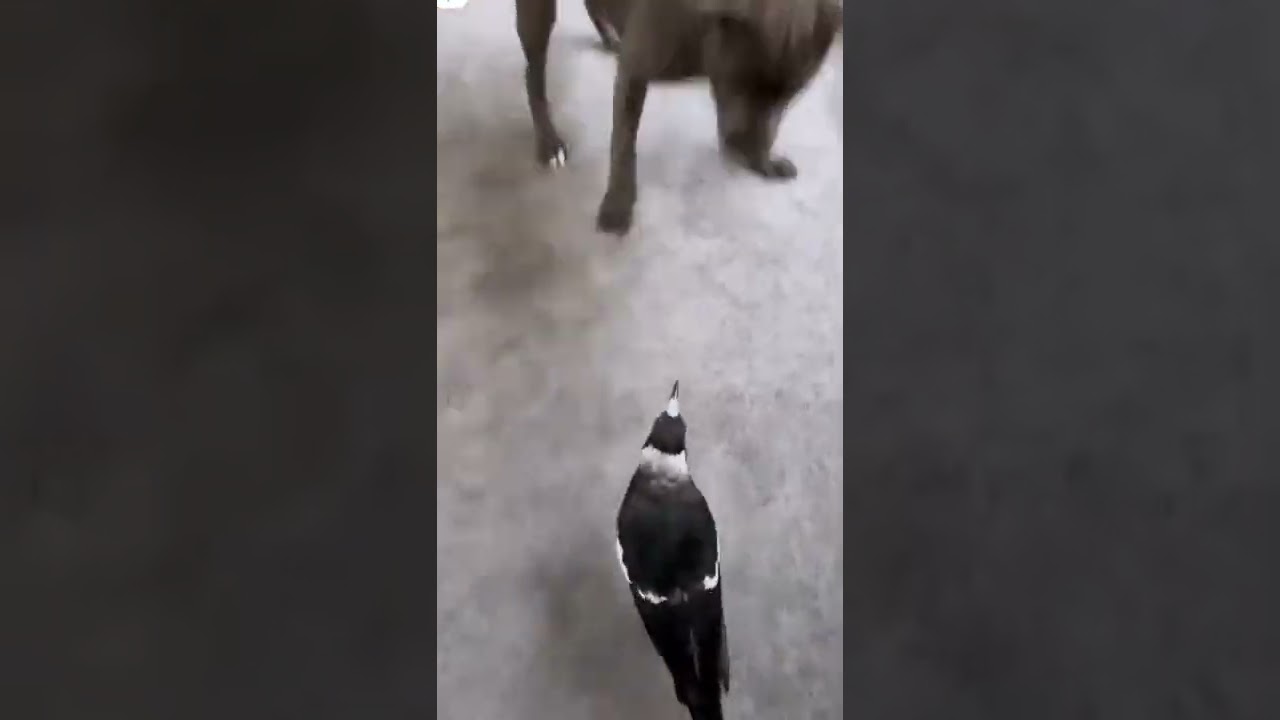 Corvo pensando que é um Pitbull