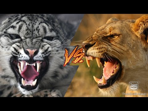 СНЕЖНЫЙ БАРС VS ЛЬВИЦА!!!