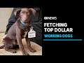 Muster Dogs Fetching Eye Watering Amounts With Farm Labour Hard To Find ABC News