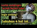 Usaha Sampingan Ternak Kelinci Lokal