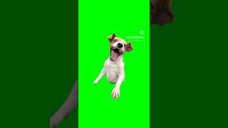 Download lagu ketawa anjing ngakak mp3