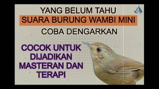 Download lagu WAMBI MINI GACOR  COCOK UNTUK MASTERAN BURUNG LAIN mp3