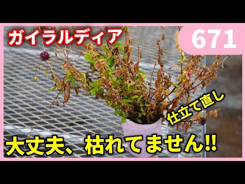 園芸 ゴールデンラットテール