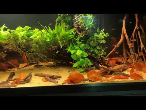 Biotop-Aquarium mit Corydoras fowleri, C. margaritae & Hyphessobrycon amapae @Aquaddicted