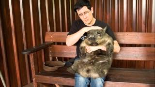 Dinu Lipatti&#39;s Bones - the Mountain Goats (Live)