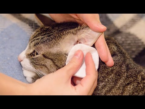 How To Clean A Cat's Ears - YouTube