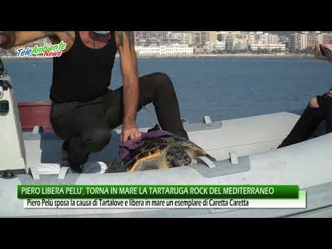 Piero libera Pelù, torna in mare la tartaruga rock del Mar Mediterraneo