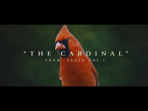 THE CARDINAL - A Mini Cinematic
