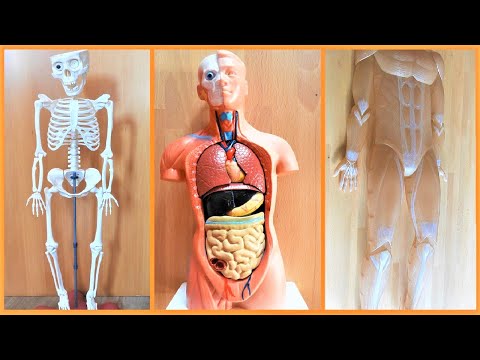 LIDSKÉ TĚLO -  Kostra / Svaly / Kůže / Jednotlivé tělesné soustavy / Biologie člověka