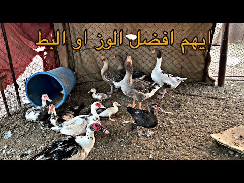 , title : '#فلوق ايهم افضل الوز او البط'