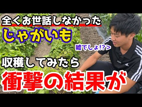 ジャガイモの花が咲かないのですが?これらが原因です 植物