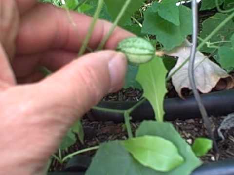download lagu mp3 mp4 Mexican Mini Cucumber, download lagu Mexican Mini Cucumber gratis, unduh video klip Mexican Mini Cucumber