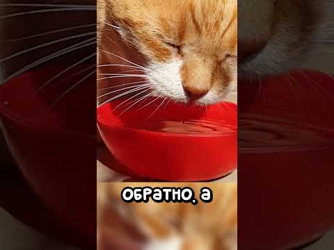 Кот пьёт, собака устраивает потоп