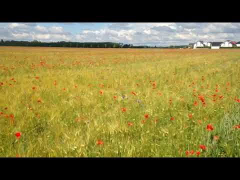 Warum denn in die Ferne schweifen wenn das Gute liegt so nah mit dem Barfussindianer