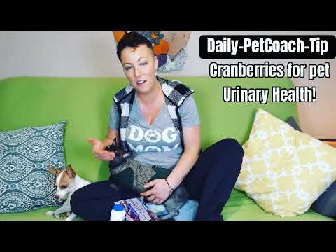 Cranberries for your Pets Urinary Health!