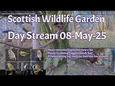 Bird Feeders Webcam in Argyll
