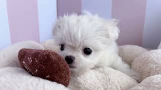 ハーフ犬の動画01