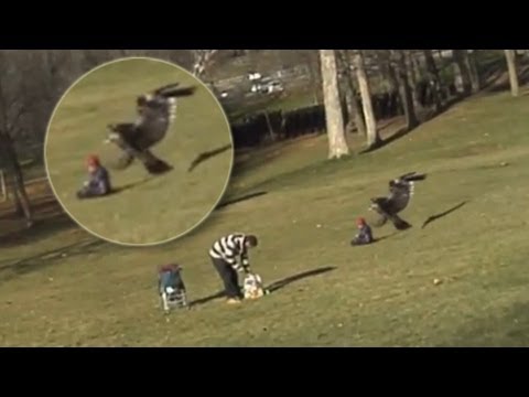 Suri Orao Zgrabio Dete (Golden Eagle Snatches Kid)