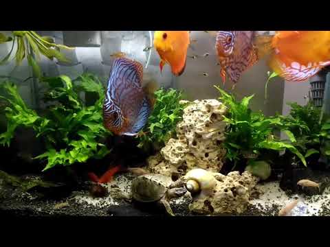 A Small Discus Fish Tank