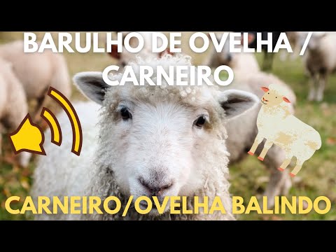 BARULHO DA OVELHA   SOM DA OVELHA