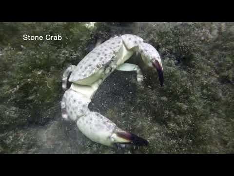 Dive Movie 4 video thumbnail