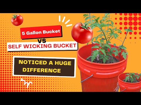 Tomato Container Gardening: Self Wicking Bucket vs 5 Gallon Bucket