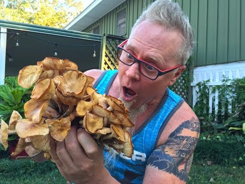 Ringless Honey Mushroom