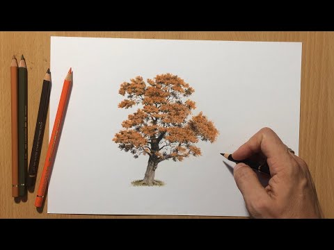 Autumn Tree - Colored Pencil Drawing