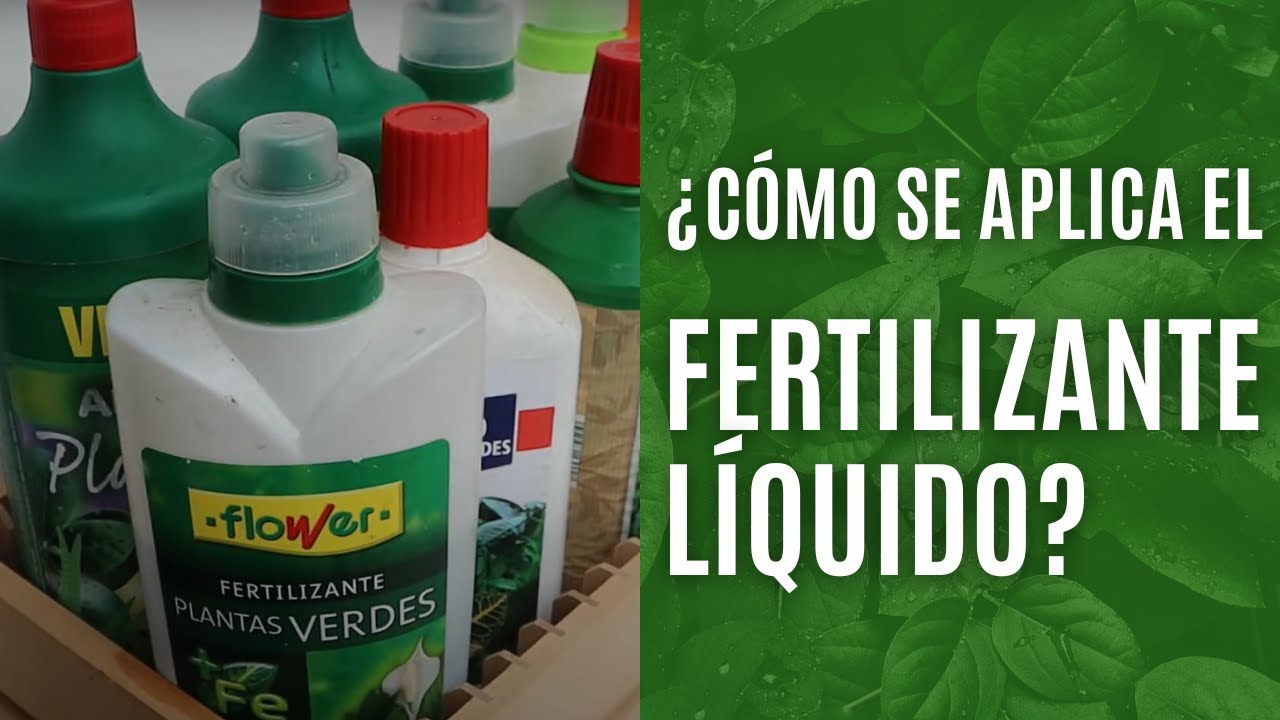 ASÍ es como tienes que echar FERTILIZANTE líquido a tus PLANTAS