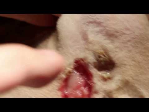A cat ruptures his left anal sac