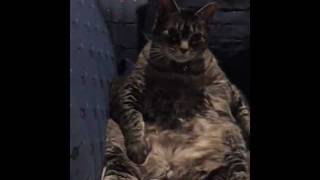 My Little Butterball