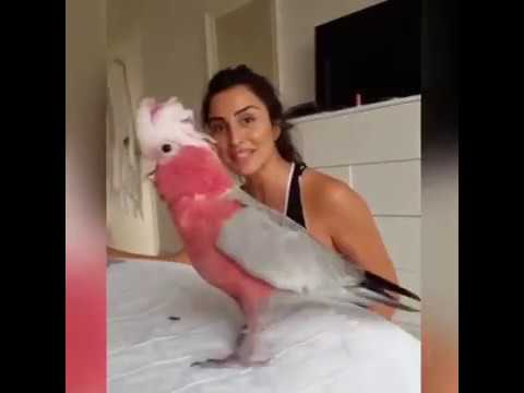 (humour) drôle ^^ de perroquets très intelligents mais pas que... (mdr) funny parrot