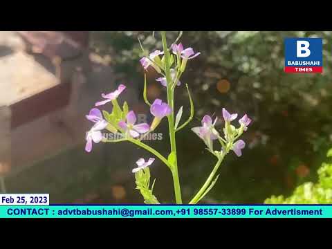 Dekho Ikk Niki Jihi Titali Kiven Flowers Da Ras Choosdi hai ..Baljit Balli captured Unique moments