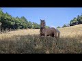 Poney palomino
