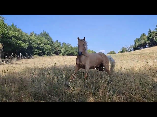 Poney palomino