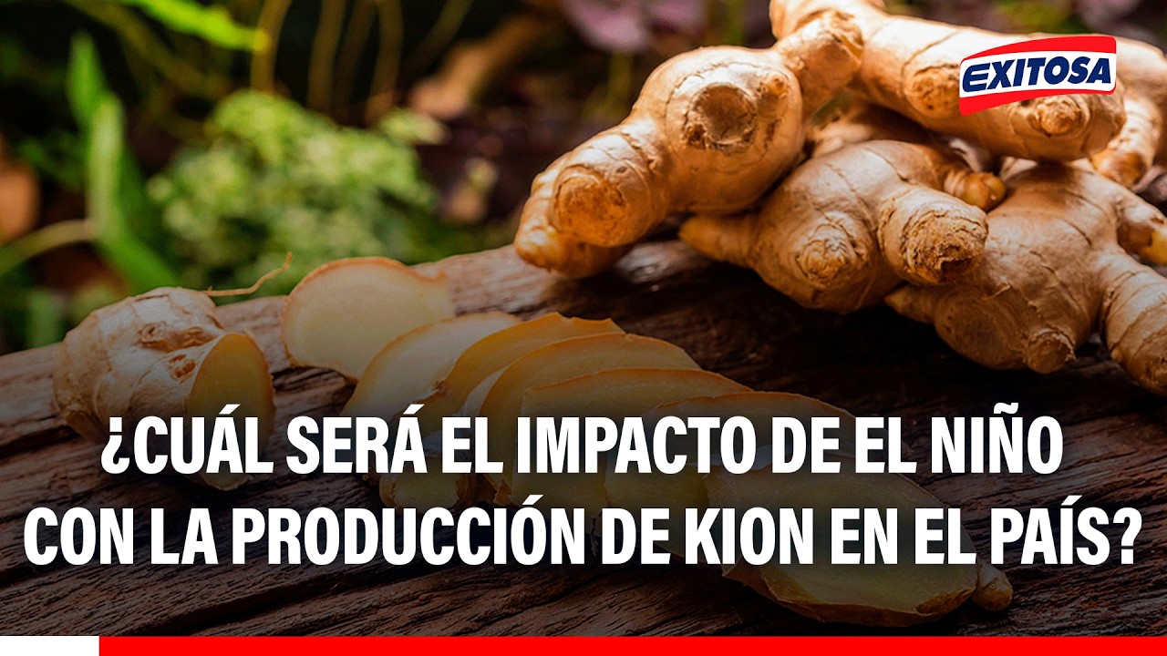 🔴🔵 ¿Cuál será el impacto del fenómeno El Niño con la producción de kion en el país?