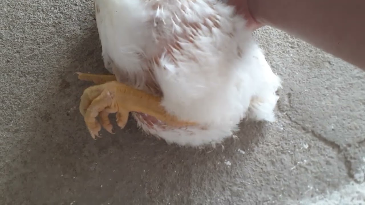 a grande, diferencia entre o frango de corte e o matriz.