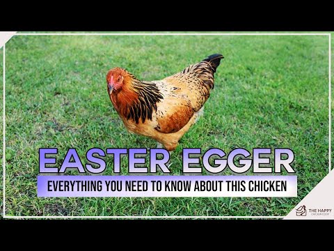 , title : 'Easter Egger Everything You Need To Know About This Chicken'