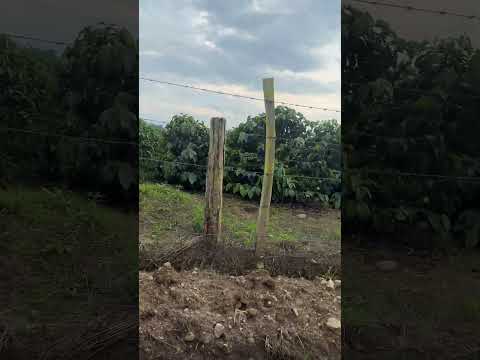Desde aquí gigante huila para el mundo