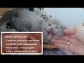 Brasileño de Pelo Corto - GATO BRITÁNICO de pelo corto - BRITISH SHORTHAIR ? RAZA DE GATOS