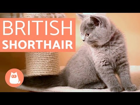 download lagu mp3 mp4 Gato Escoces, download lagu Gato Escoces gratis, unduh video klip Gato Escoces