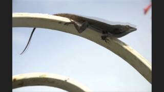 Jamaican Green Lizard